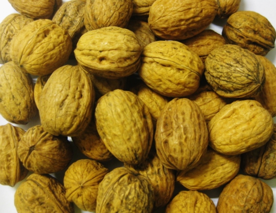 walnüsse